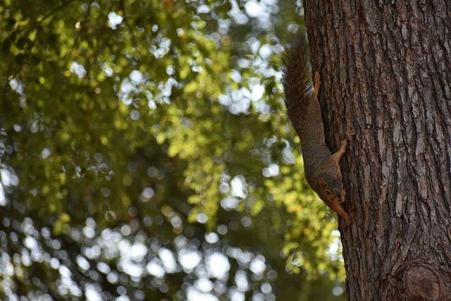 可能的转会 可能的转会